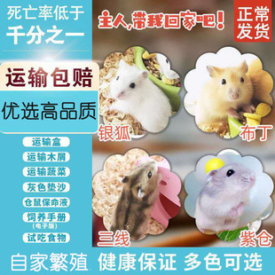小仓鼠活物长毛金丝活体宝宝情侣一对三线紫仓银狐布丁金丝熊宠物