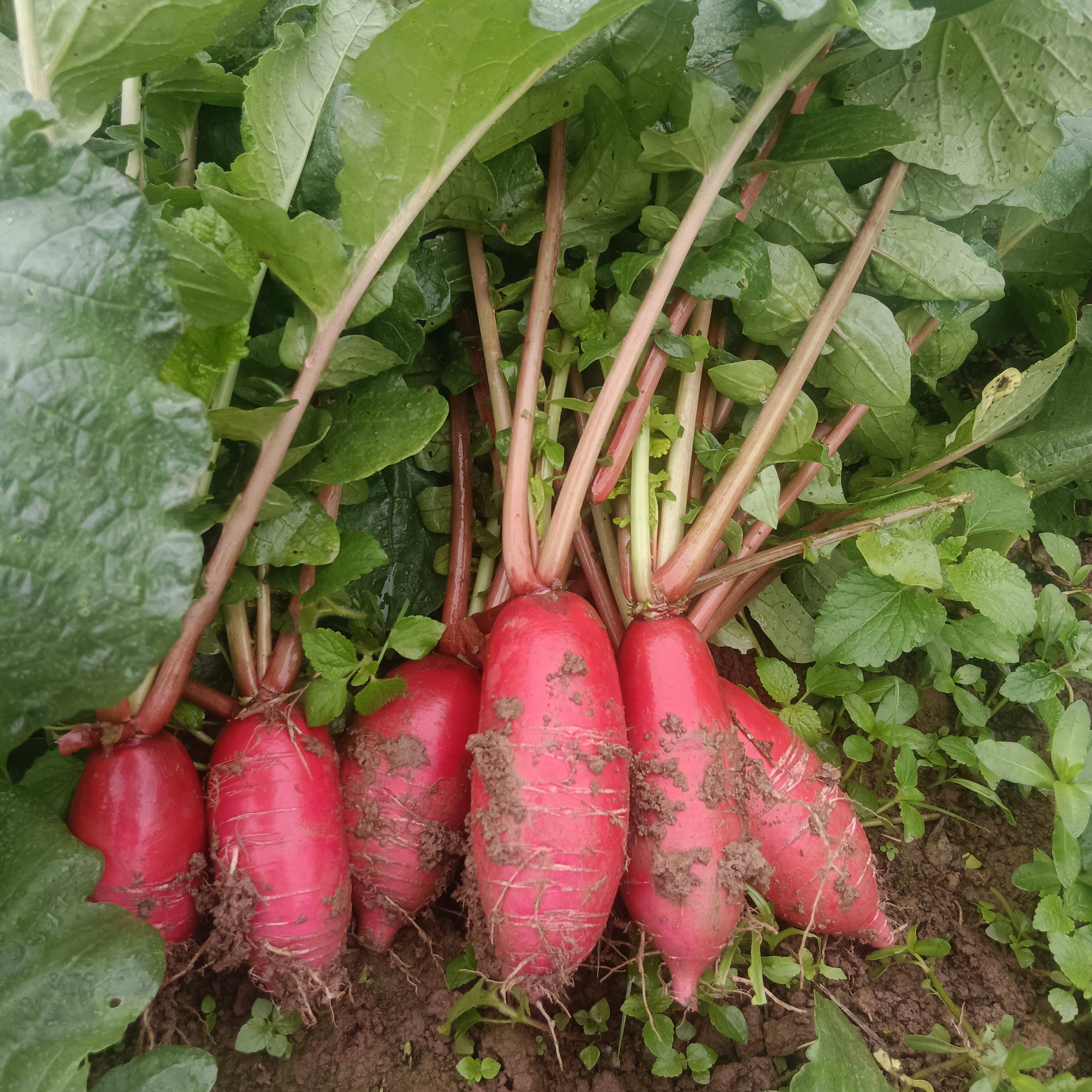 萝卜红萝卜甜脆萝卜红皮萝卜新鲜泡菜萝卜萝卜现拔红皮白心红萝卜