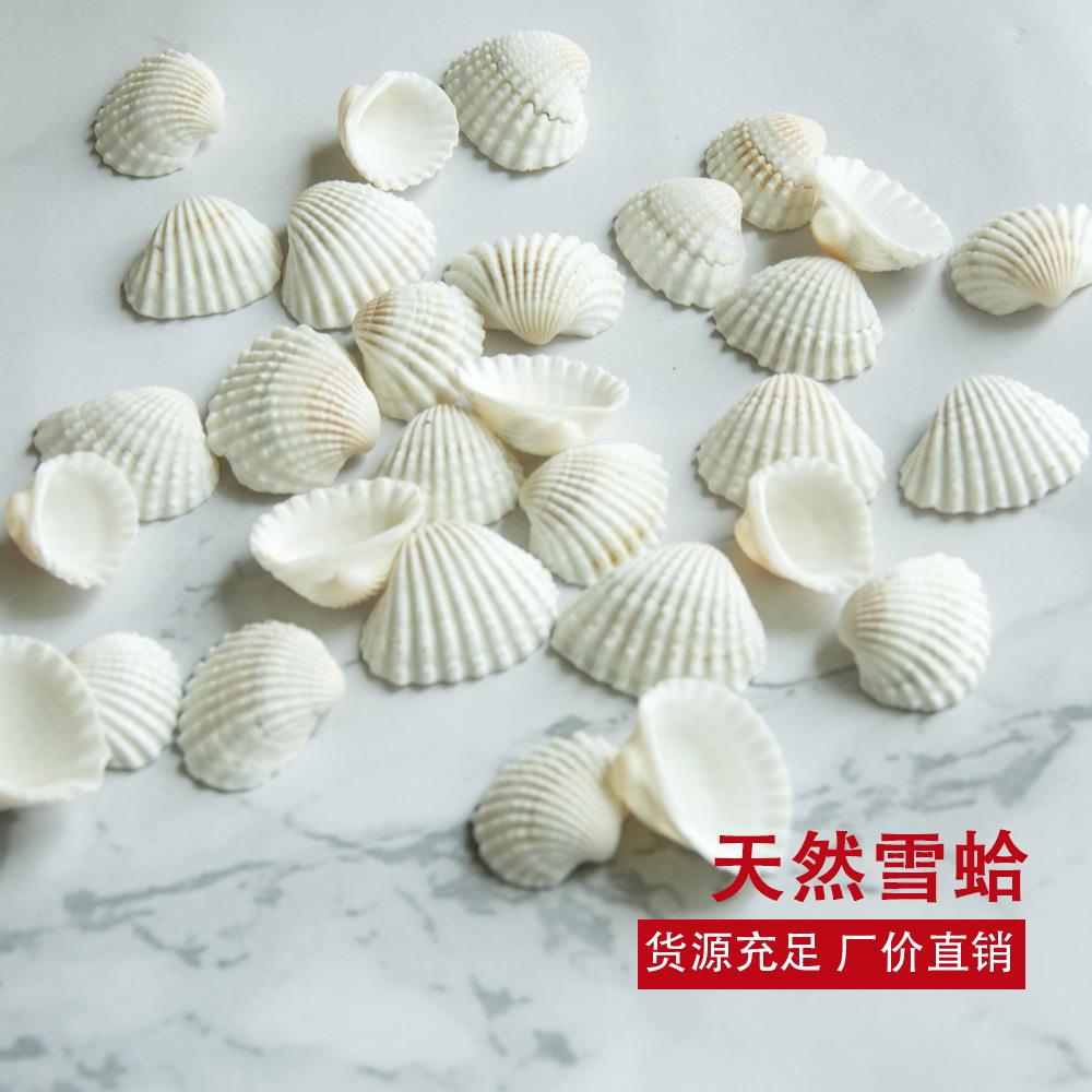 天然白贝壳小雪地中海家