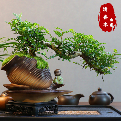 意境-悬崖清香木盆景新中式室内好养桌面摆件绿植花卉盆栽鲜活