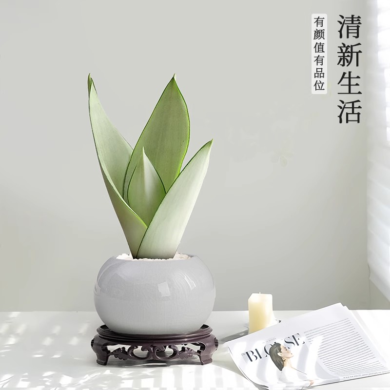 白玉兰虎皮兰小盆栽好养懒人植物