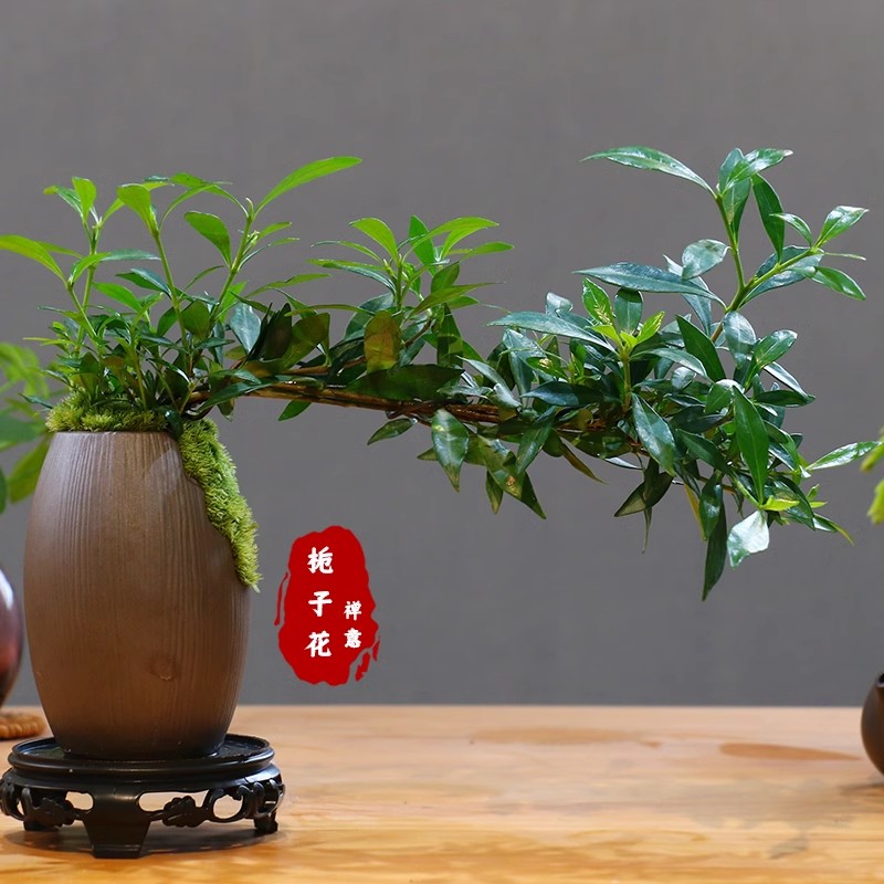 栀子花微盆景室内绿植花卉四季桌面盆景组合客厅摆件小盆景植物苗