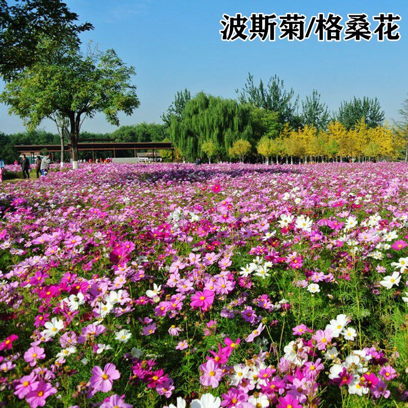 四季种混色格桑花种子七彩波斯菊种子花种子易活开花不断易种花籽