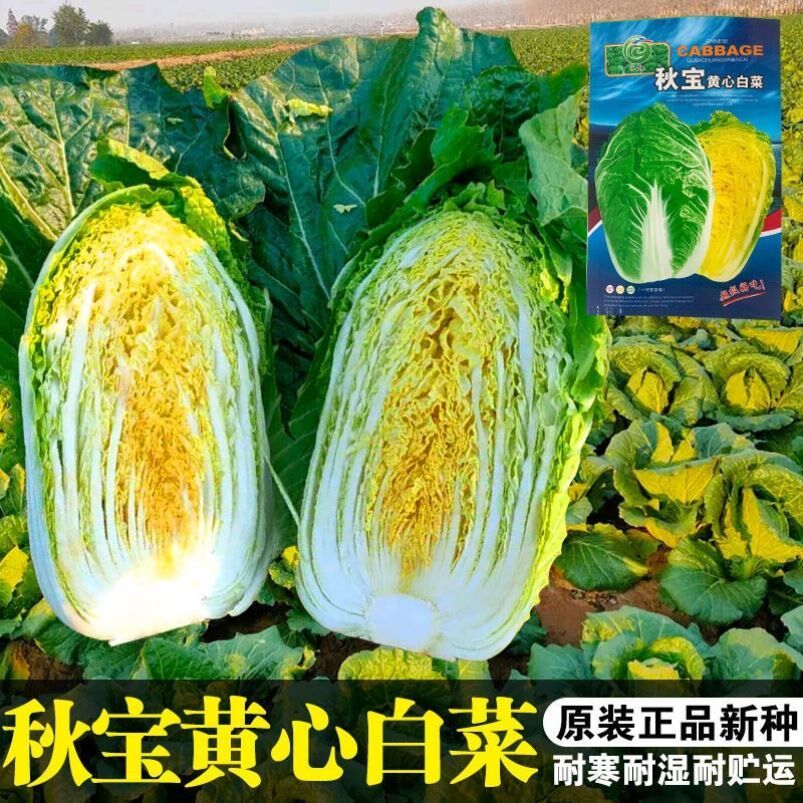 秋宝黄心白菜种子春夏秋四季大白菜种籽抗病高产耐寒耐湿蔬菜种子