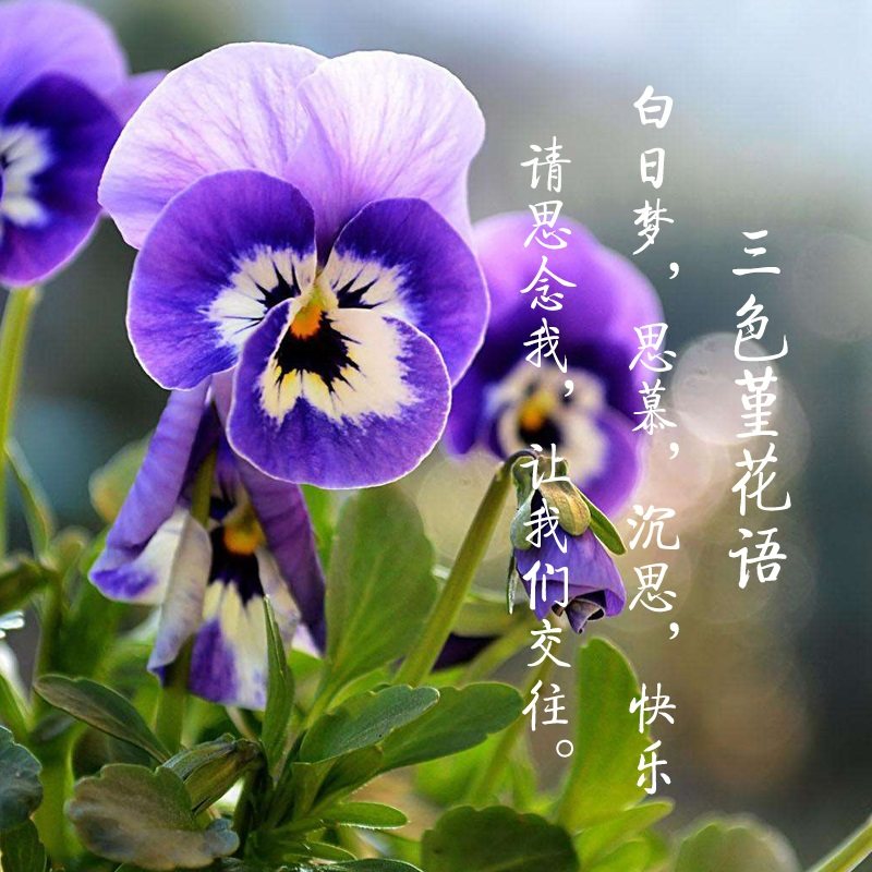 猫脸花种子三色堇种子垂吊大花蝴蝶花花卉人面儿脸花种春夏秋冬季