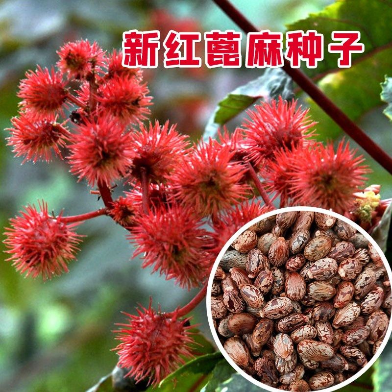 多年生蓖麻子种子 野生红蓖麻籽 大麻子榨油观赏中药材蓖麻仁蓖麻