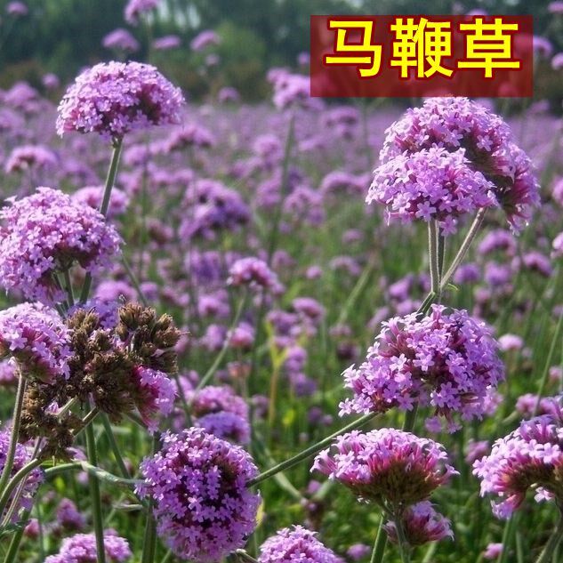 蓝色观赏花卉植物柳叶马鞭草种子 多年生景观绿化庭院花海花草籽