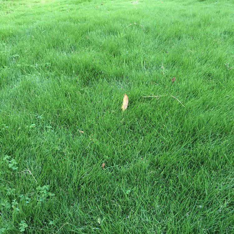 混播四季青草籽高羊茅狗牙根黑麦草早熟禾剪股颖庭院护坡草坪种子