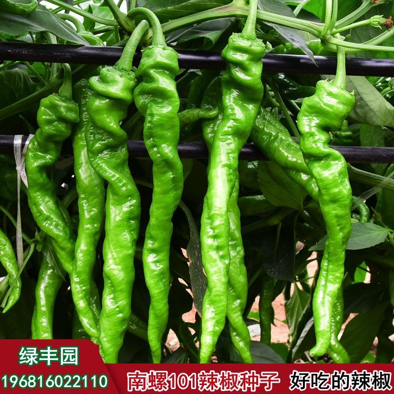 南螺101螺丝线椒辣椒种子螺丝长线种籽南方四季早熟特大高产椒种