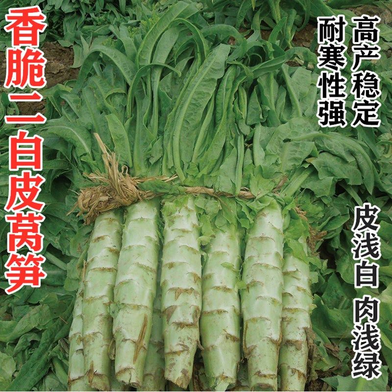 包邮香脆二白皮莴笋种子庭院阳台耐热耐寒四季可播春秋易种莴苣籽
