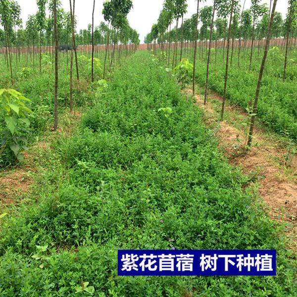 紫花苜蓿草种子鸡牛羊兔子鱼饲料草籽高产耐寒四季多年生牧草种籽