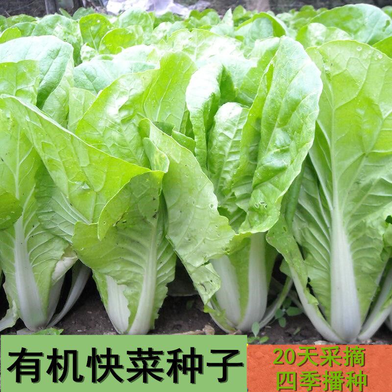 申荣快菜种子小青菜籽四季速生小白菜种籽苗春秋冬季蔬菜种子大全