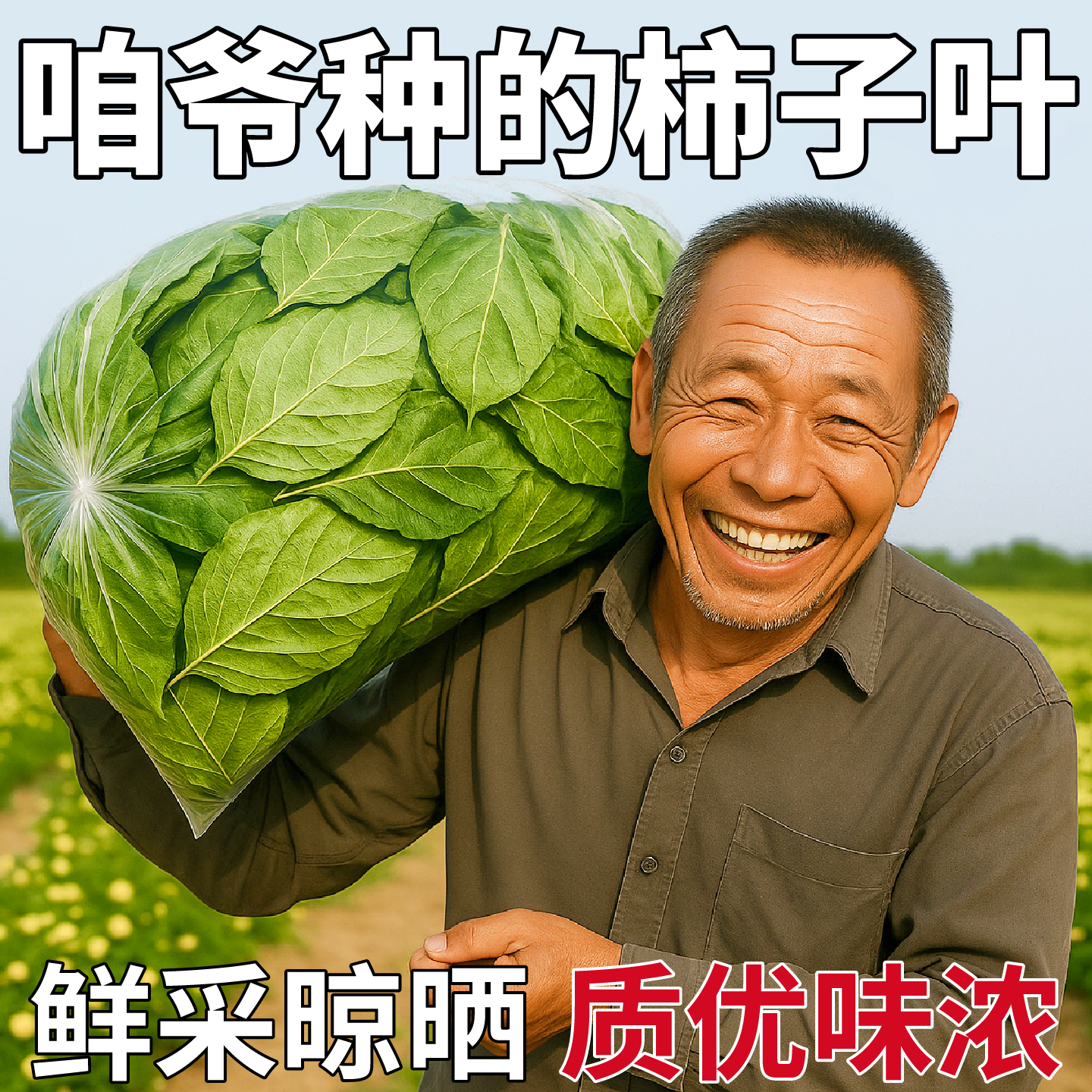 高山霜后柿子叶手工采摘