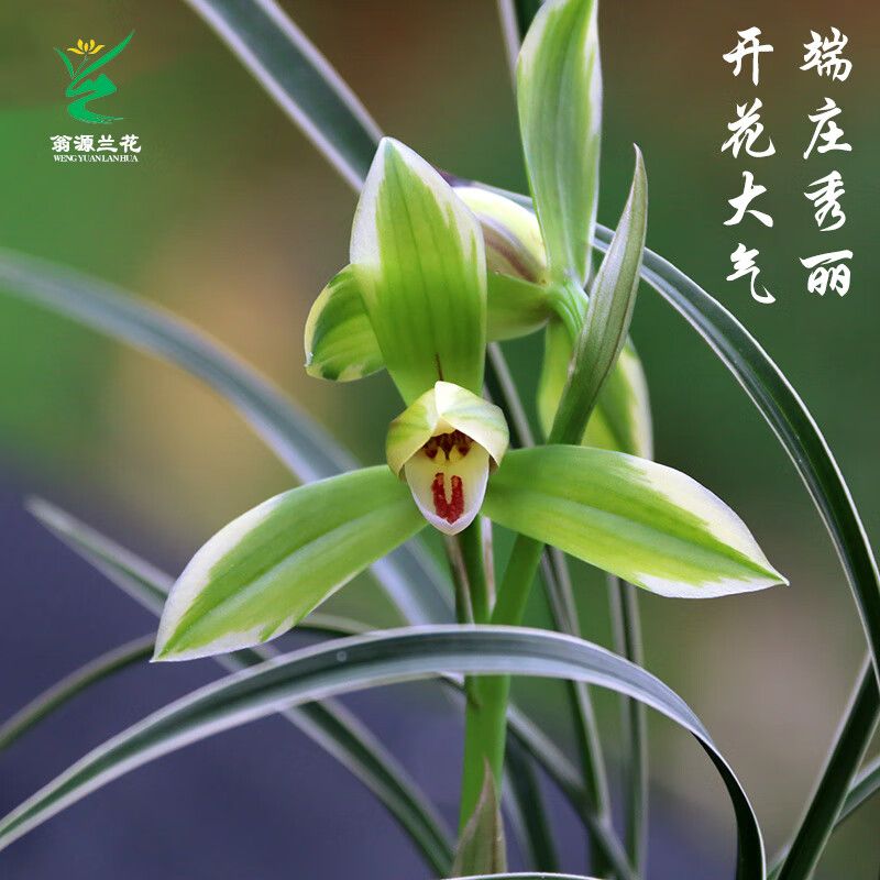 翁源兰花苗春兰铭品线艺兰草皎月带花苞浓香好养绿植花卉原土盆栽