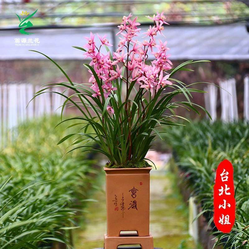 兰花苗台北小姐四季建兰浓香红色花室内阳台好养易开花卉绿植盆栽