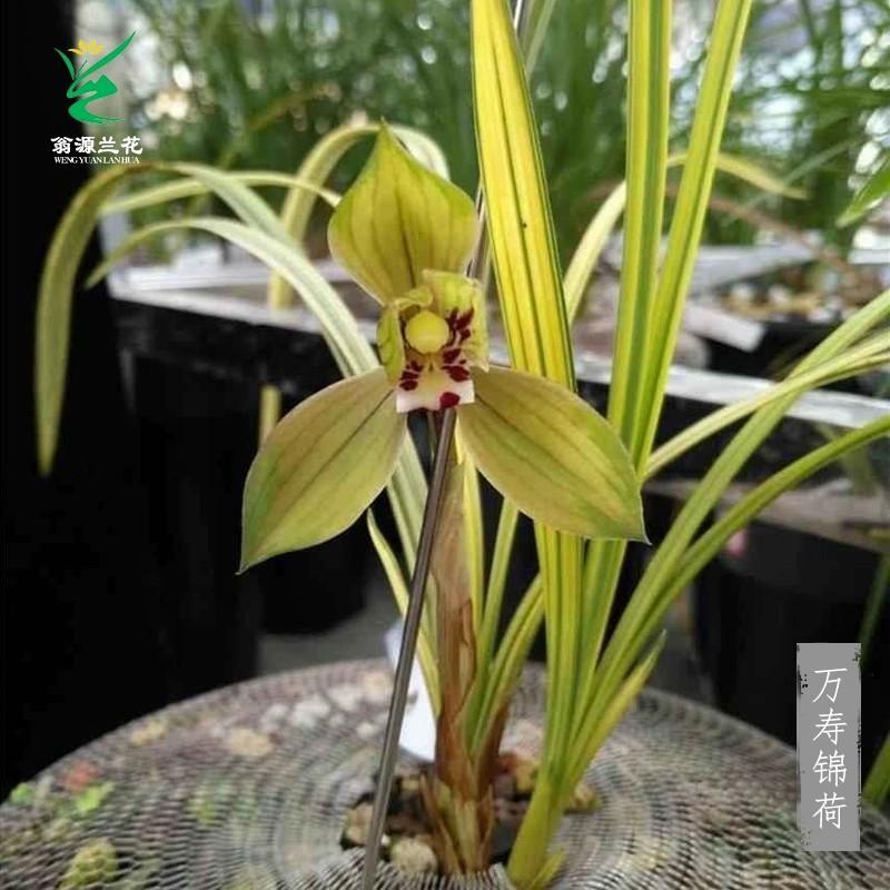 兰花苗春剑万寿锦荷细叶中透艺草叶艺兰金边兰浓香老品种室内花卉