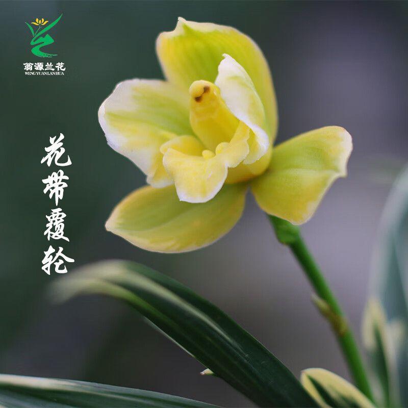 翁源兰花铭品矮种如意荷金边叶艺花期带花苞好养室内阳台绿植花卉