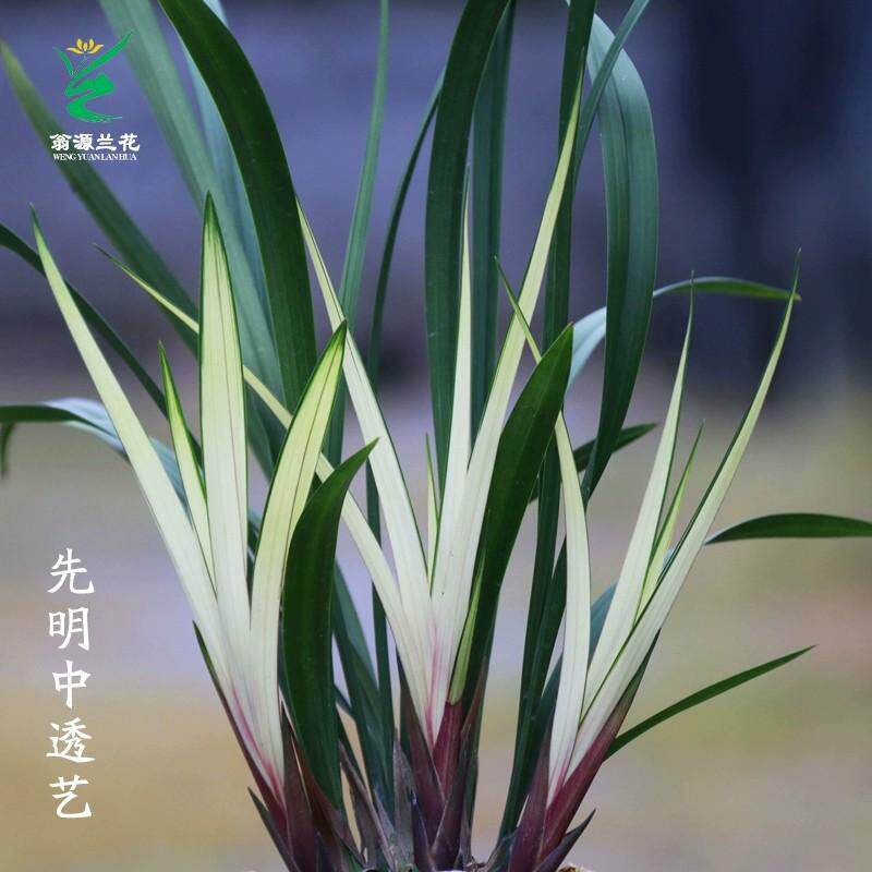 兰花高山春色建兰中透艺先明艺兰草苗带花苞浓香好养名贵花卉盆栽
