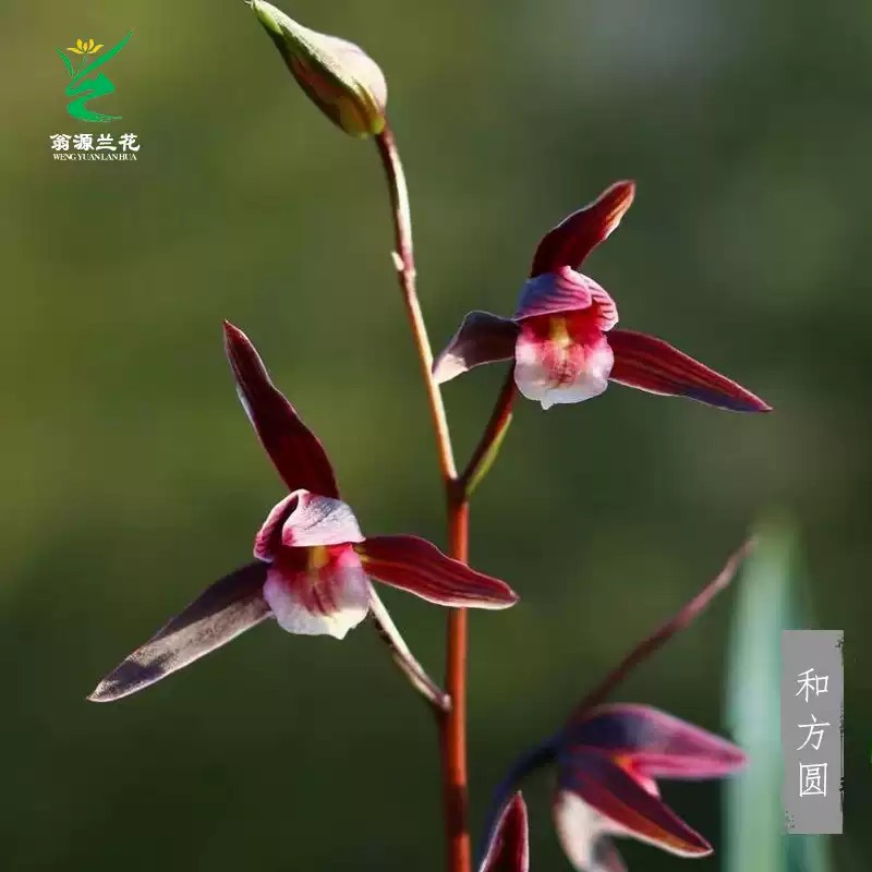 翁源兰花苗高端精品寒兰老种和方圆细叶带花转色花红花室内浓香型