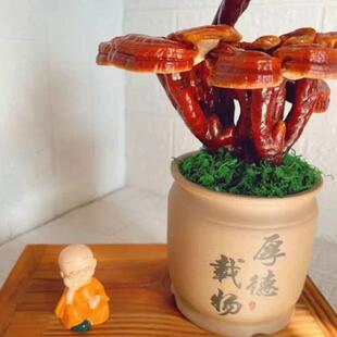 盆栽养不死观赏的摆件活灵芝摆件灵芝观赏大灵芝种植盆景植物