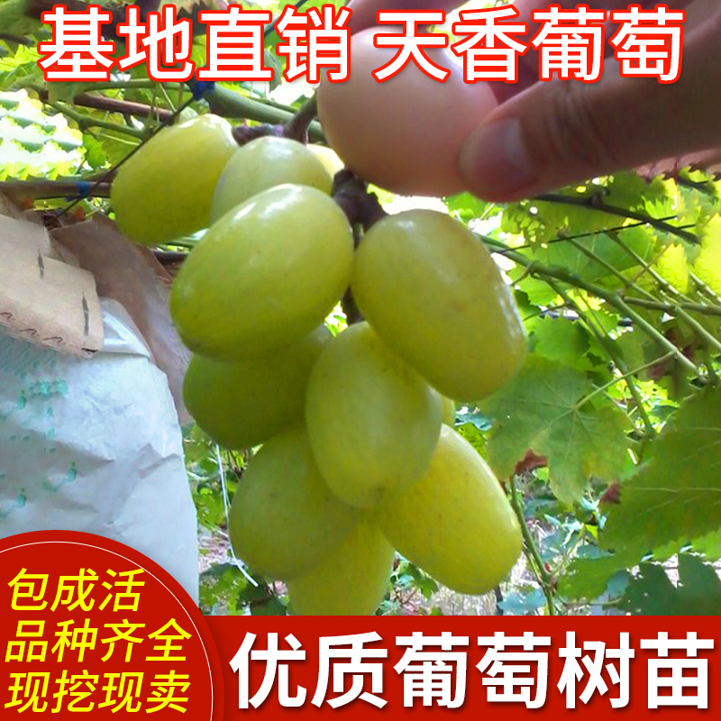 新品种日本天香葡萄 嫁接葡萄苗 盆栽地栽葡萄树苗