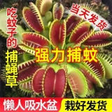 Венера Флайтрап насекомые растения непентареса сочные растения девагрист