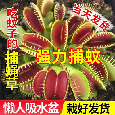 捕蝇草捕虫植物猪笼草多肉植物驱虫盆栽阳台庭院懒人花盆栽好发货