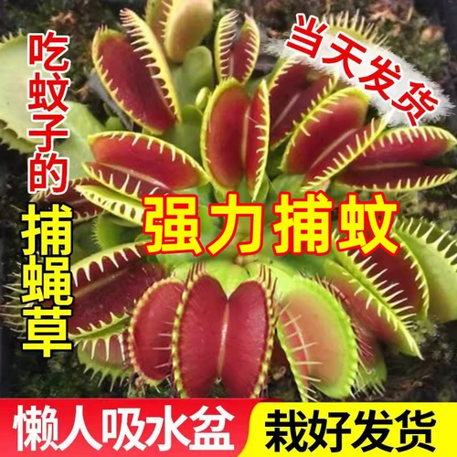 Венера Флайтрап насекомые растения непентареса сочные растения девагрист