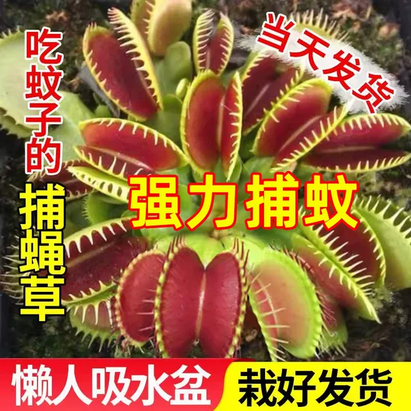 Товары от 富喜莱旗舰店