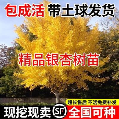 银杏树大苗金叶白果别墅庭院绿化