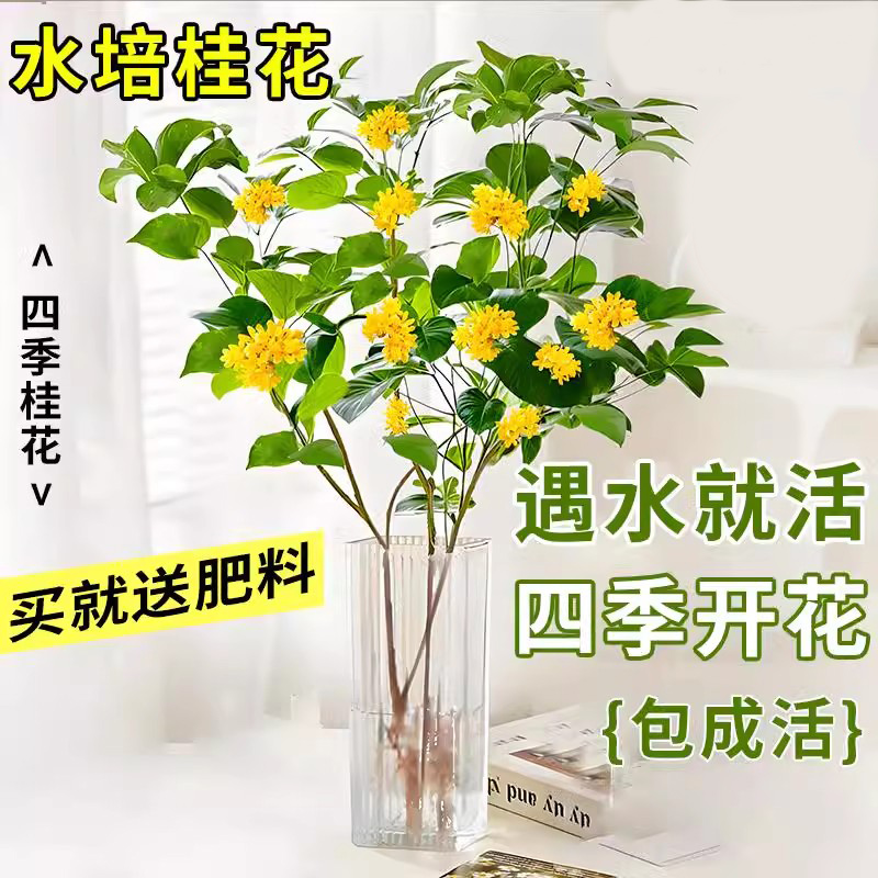 水培桂花树苗盆栽浓香型花卉