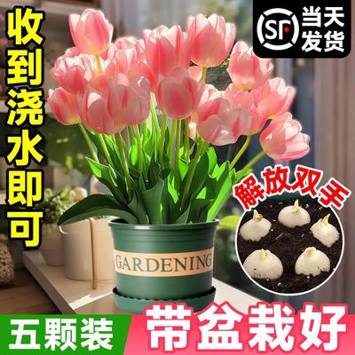 好养满屋香了郁金香种球盆栽重瓣