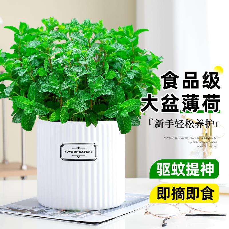 大盆薄荷可食用栽苗驱蚊绿
