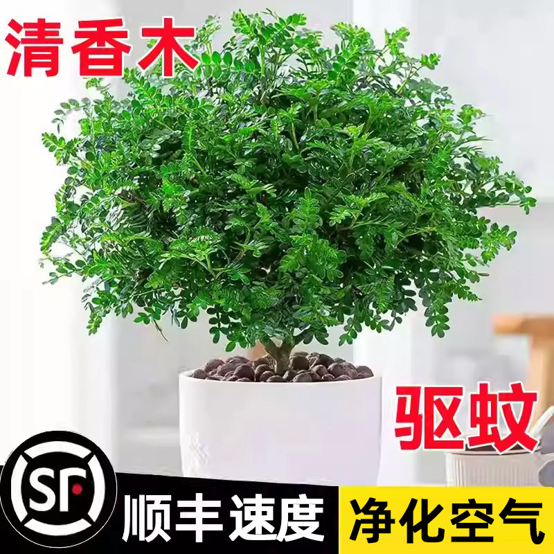正宗清香胡椒木盆栽花卉室内外驱蚊草植物树苗老桩盆景九里香绿植
