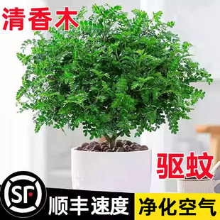 正宗清香胡椒木盆栽花卉室内外驱蚊草植物树苗老桩盆景九里香绿植