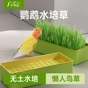 鹦鹉专用麦芽草食用草大麦种子水培奖励零食鸟粮饲料鸟食玄凤磨牙