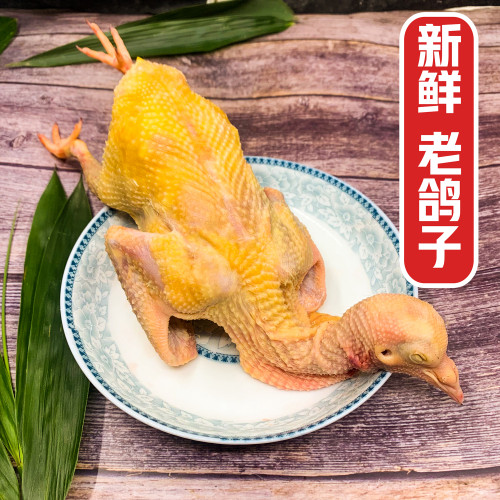 老鸽子土鸽子顺丰包邮鸽子肉新鲜散养5年老鸽煲汤 3只装活体
