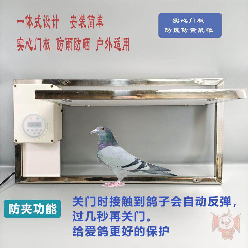 鸽子自动放飞门信鸽定时跳门赛鸽电动跳笼门手机远程遥控进出口门