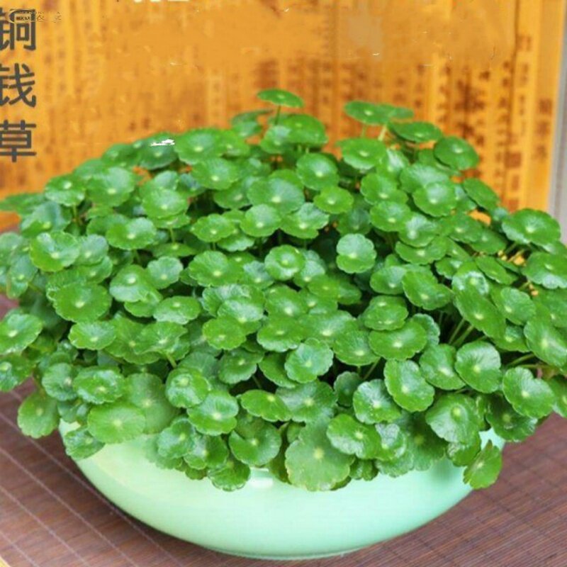 水盆植物价格 水盆植物图片 星期三