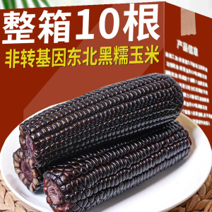 东北黑糯玉米10根整箱甜糯苞米黑玉米早餐真空包装即食黏玉米粗粮