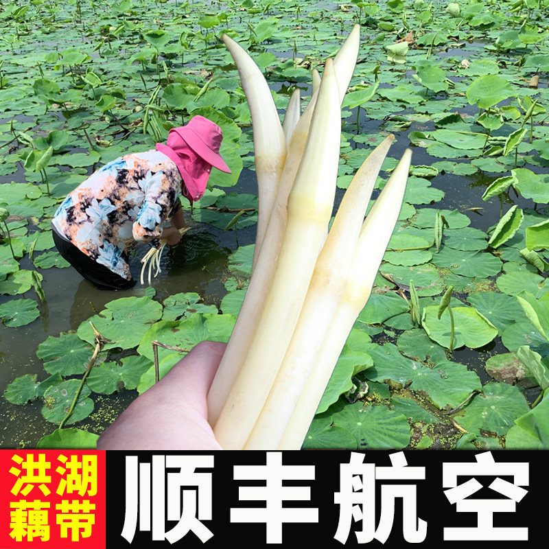 【顺丰空运】洪湖藕带新鲜藕尖农家现挖藕芽湖北特产蔬菜2斤包邮|msdalam kategori daging perikanan/Buah-buahan segar dan sayur-sayuran/dimasak, sayur-sayuran segar/Vegetable Products, sayur-sayuran segar, Lotus - dari Buy2taobao.com untuk memberikan perkhidmatan ejen Taobao profesional membeli