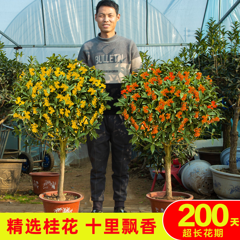 桂花树苗盆栽室内四季开花植物浓香型嫁接金桂丹桂沉香桂四季开花