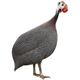 种蛋受精蛋可孵化鸡珍珠鸡种蛋几内亚鸟受精卵小鸡20枚包邮种蛋