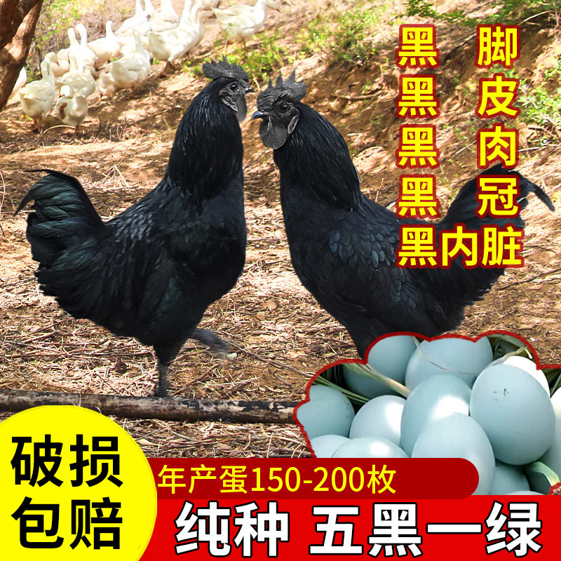 纯种五黑鸡蛋受精蛋可孵化小鸡父母祖代五黑一绿鸡粉壳乌骨鸡种蛋