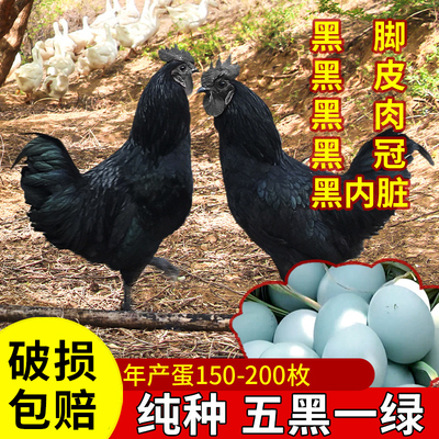 五黑鸡种蛋受精蛋绿壳蛋