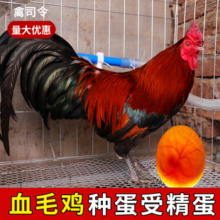 土鸡种蛋受精蛋可孵化种蛋鸡蛋孵小鸡红色大公鸡正宗贵州广西红瑶