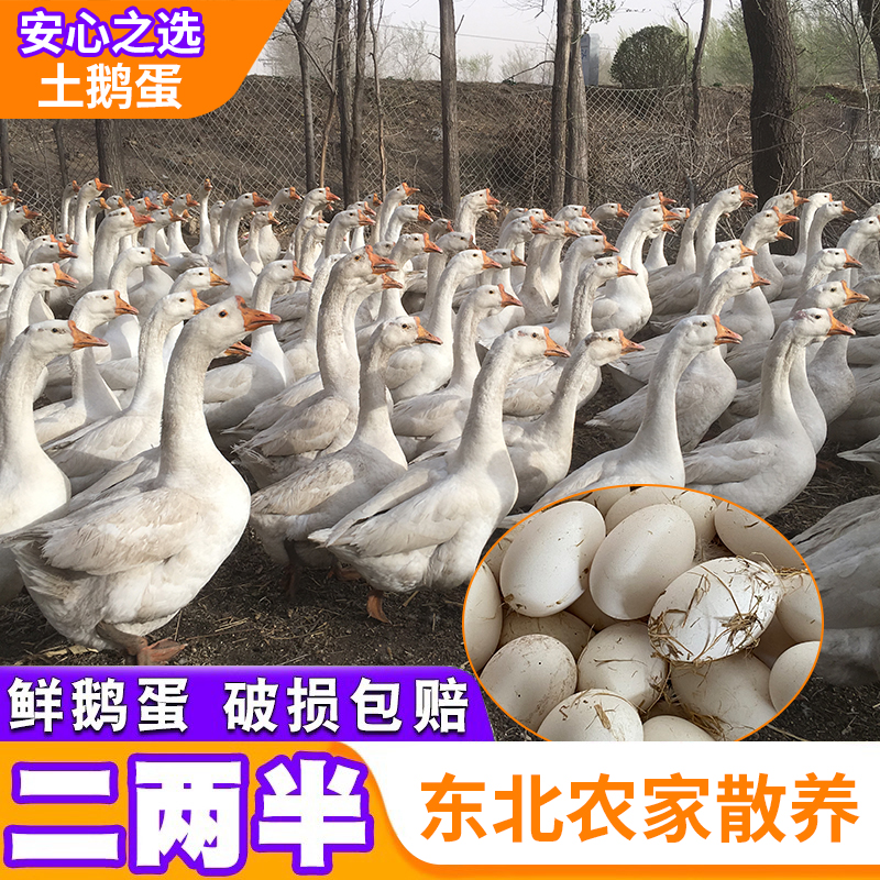 东北正宗散养土鹅蛋健康无添加剂