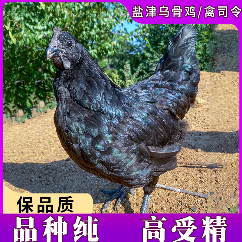 盐津乌骨鸡种蛋受精蛋可孵化纯种五黑鸡乌鸡小鸡活苗种蛋云南名鸡