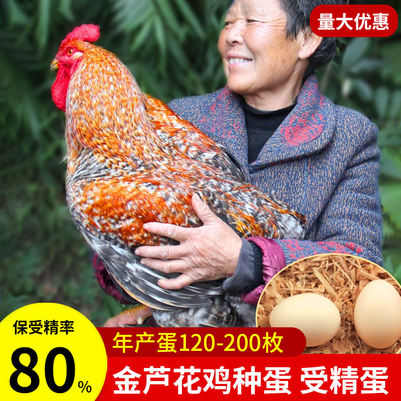 金芦花鸡种蛋受精蛋可孵化种蛋受精鸡蛋快大芦花种蛋孵小鸡的种蛋