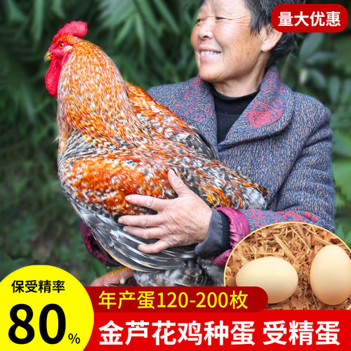 金芦花鸡种蛋受精蛋可孵化